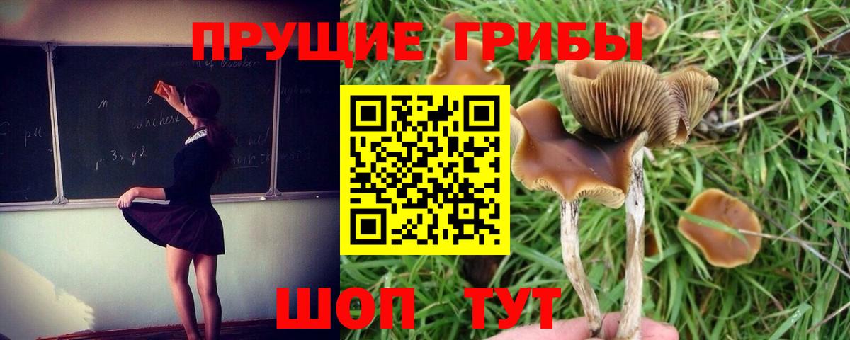 Новый Уренгой  Галлюциногенные грибы Magic Shrooms  Вход с VPN  Галлюциногенные грибы MAGIC MUSHROOMS 